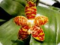 Phal. amboinensis var. flavida